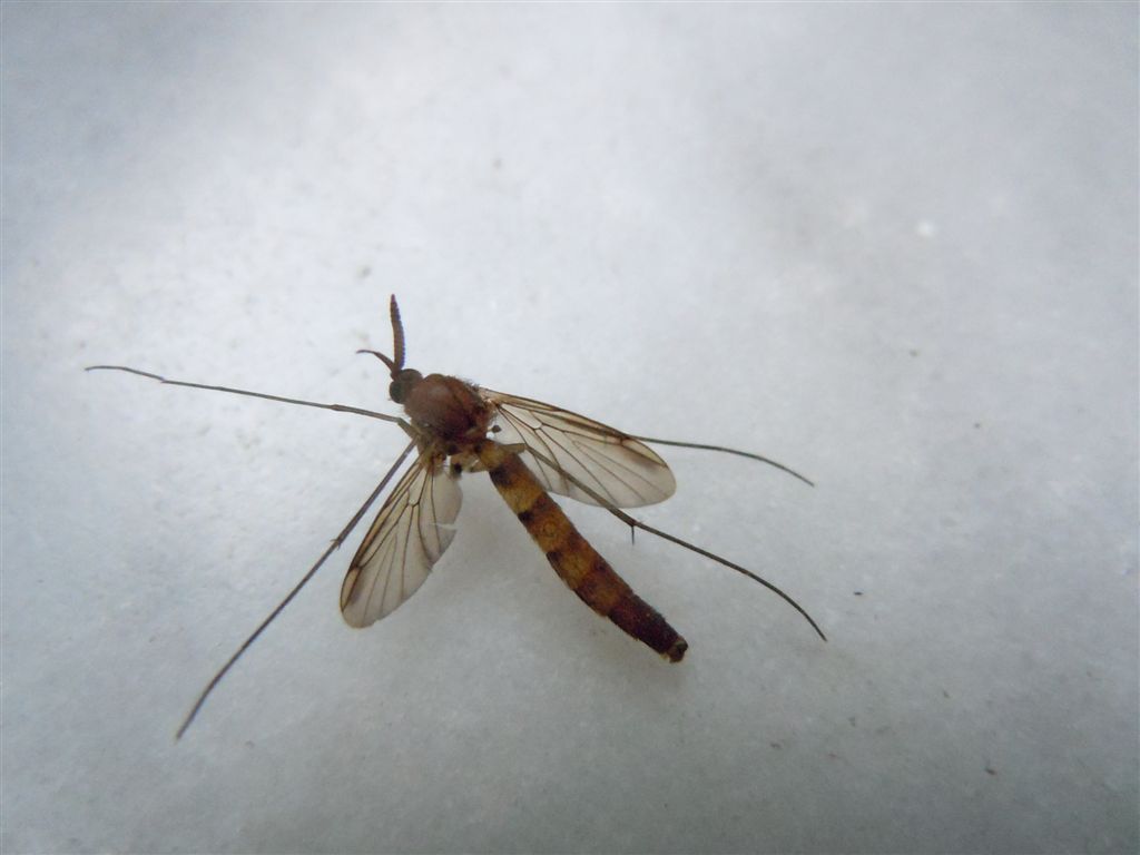 Strana zanzara: Keroplatus testaceus (Keroplatidae)